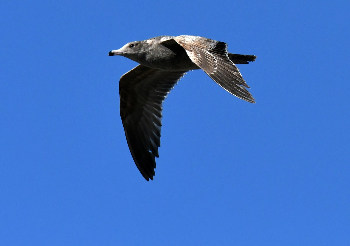 Gaviota Californiana - ML646035315