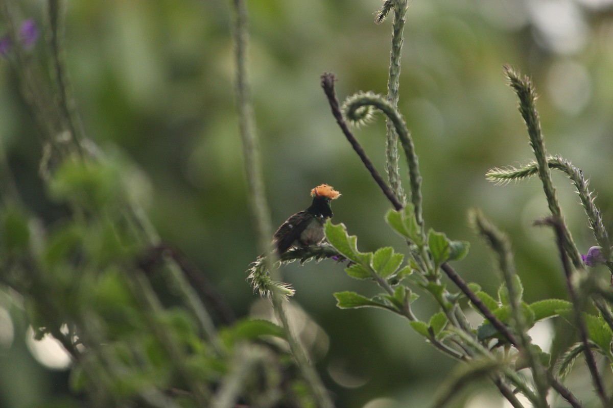 Coqueta Coronada - ML646035316