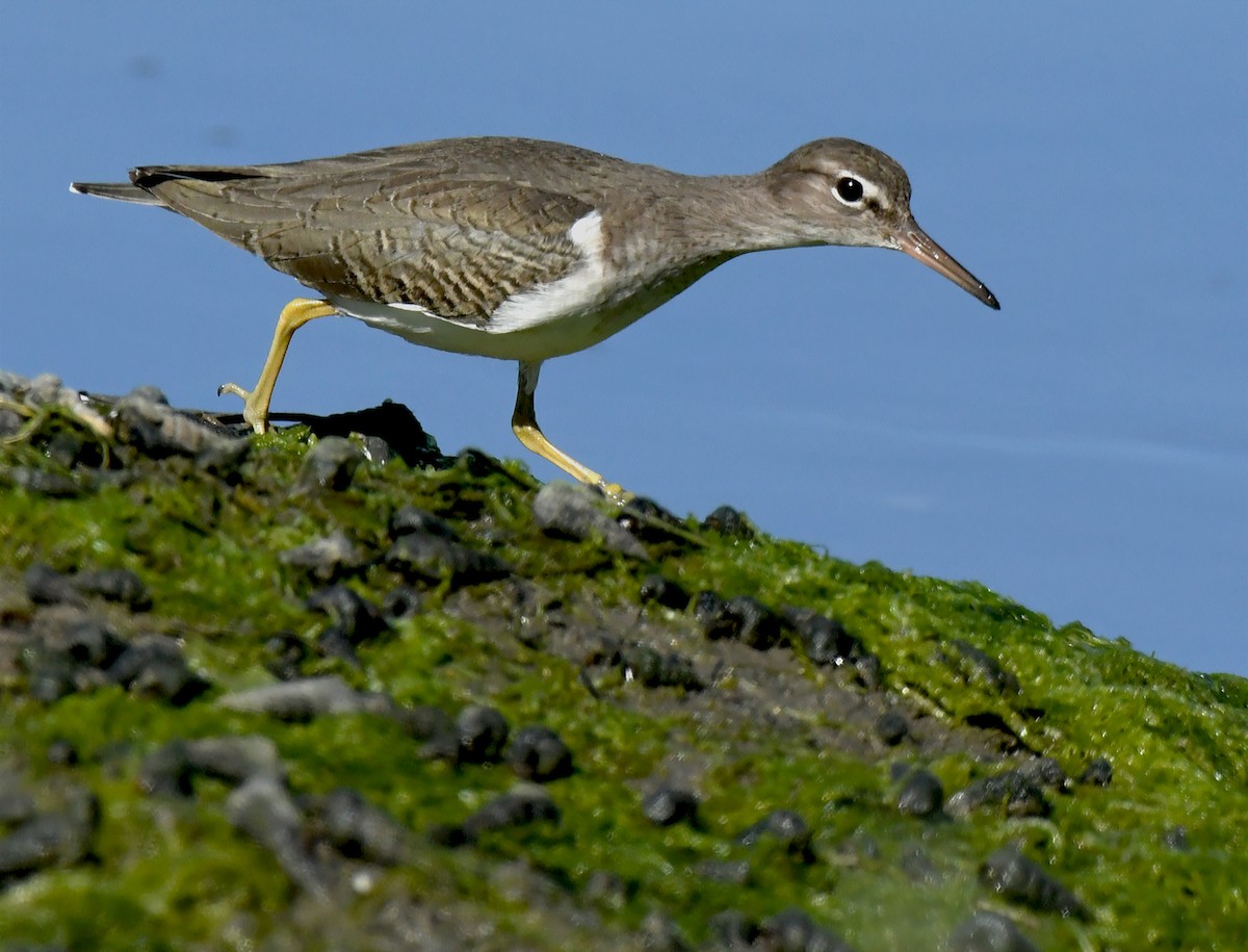 Andarríos Maculado - ML646035317
