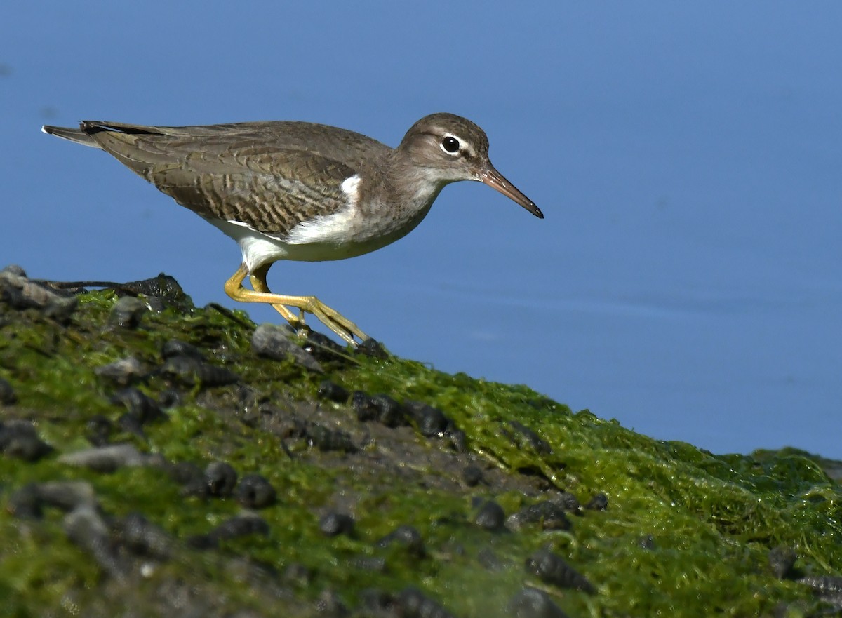 Andarríos Maculado - ML646035318