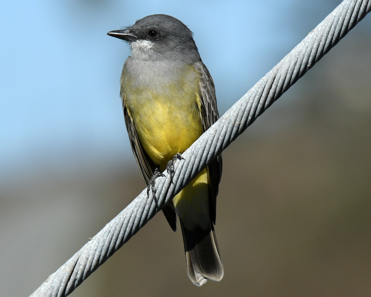 Tirano Gritón - ML646035319