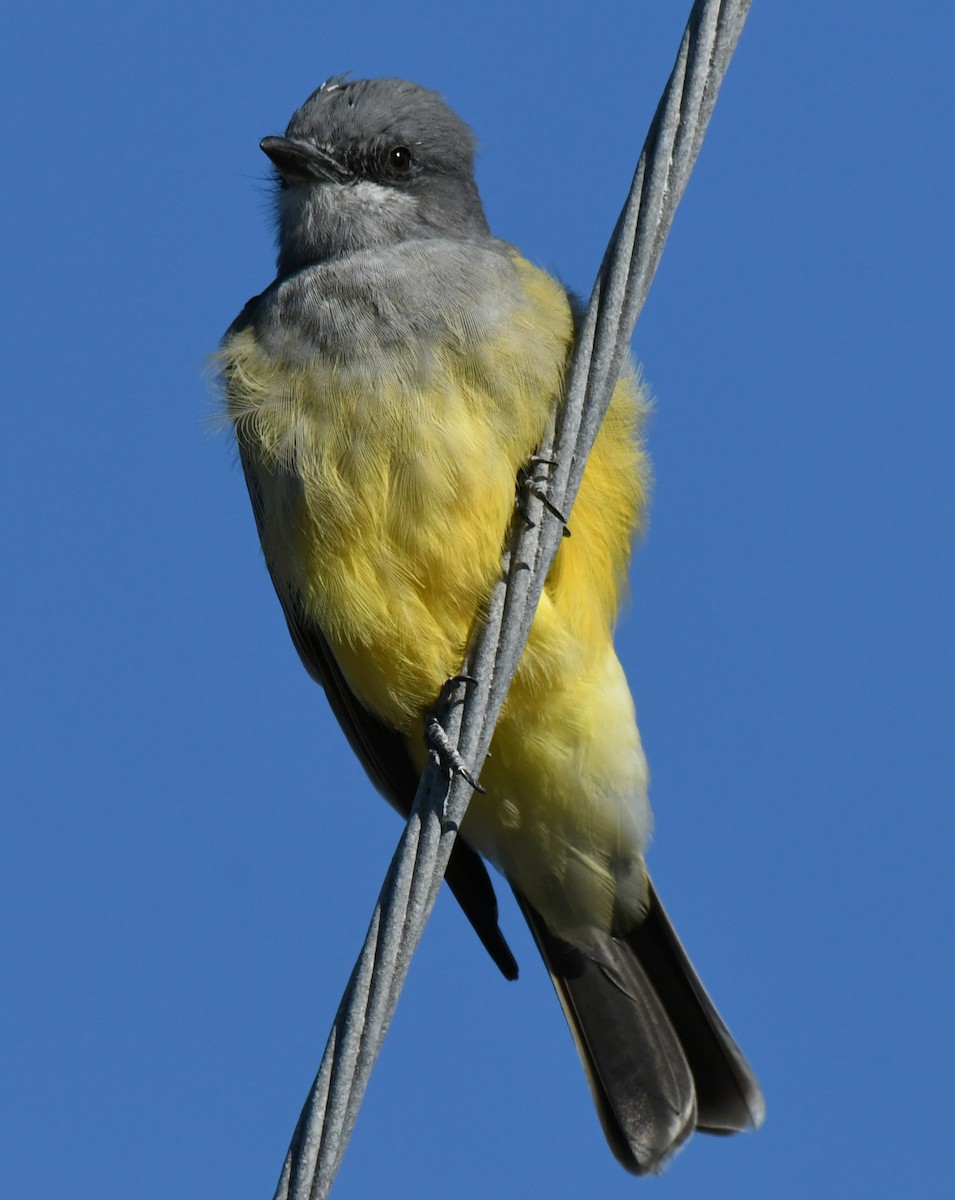 Tirano Gritón - ML646035320
