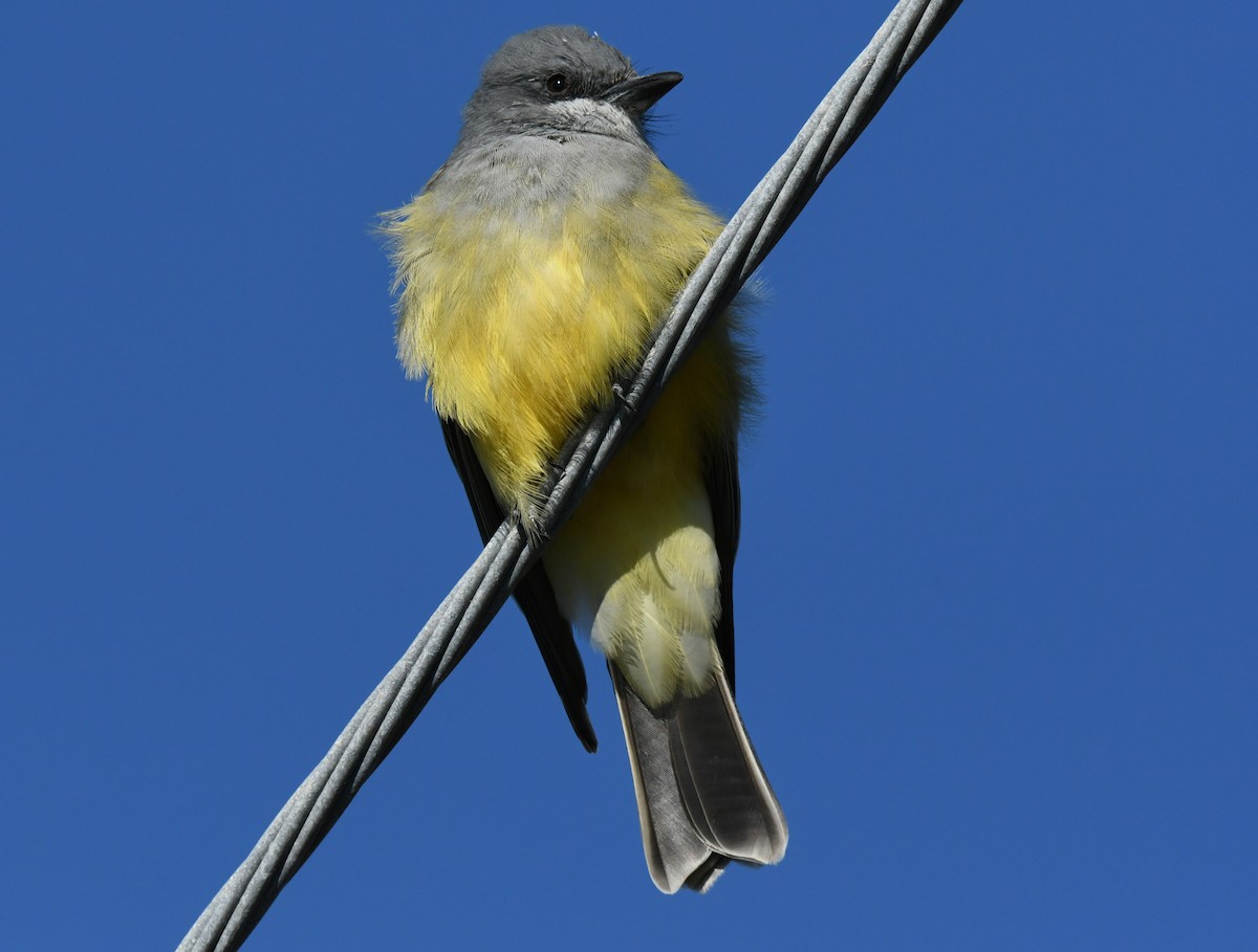 Tirano Gritón - ML646035321