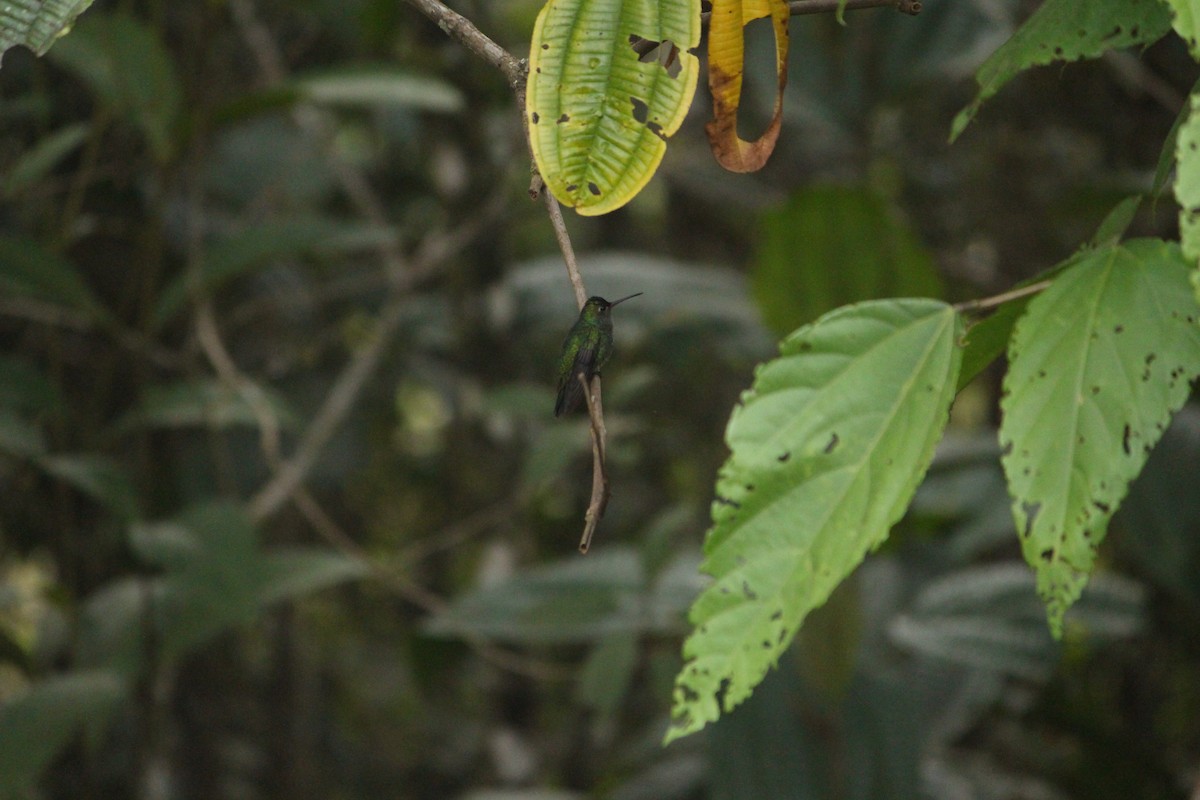 Glittering-throated Emerald - ML646035322
