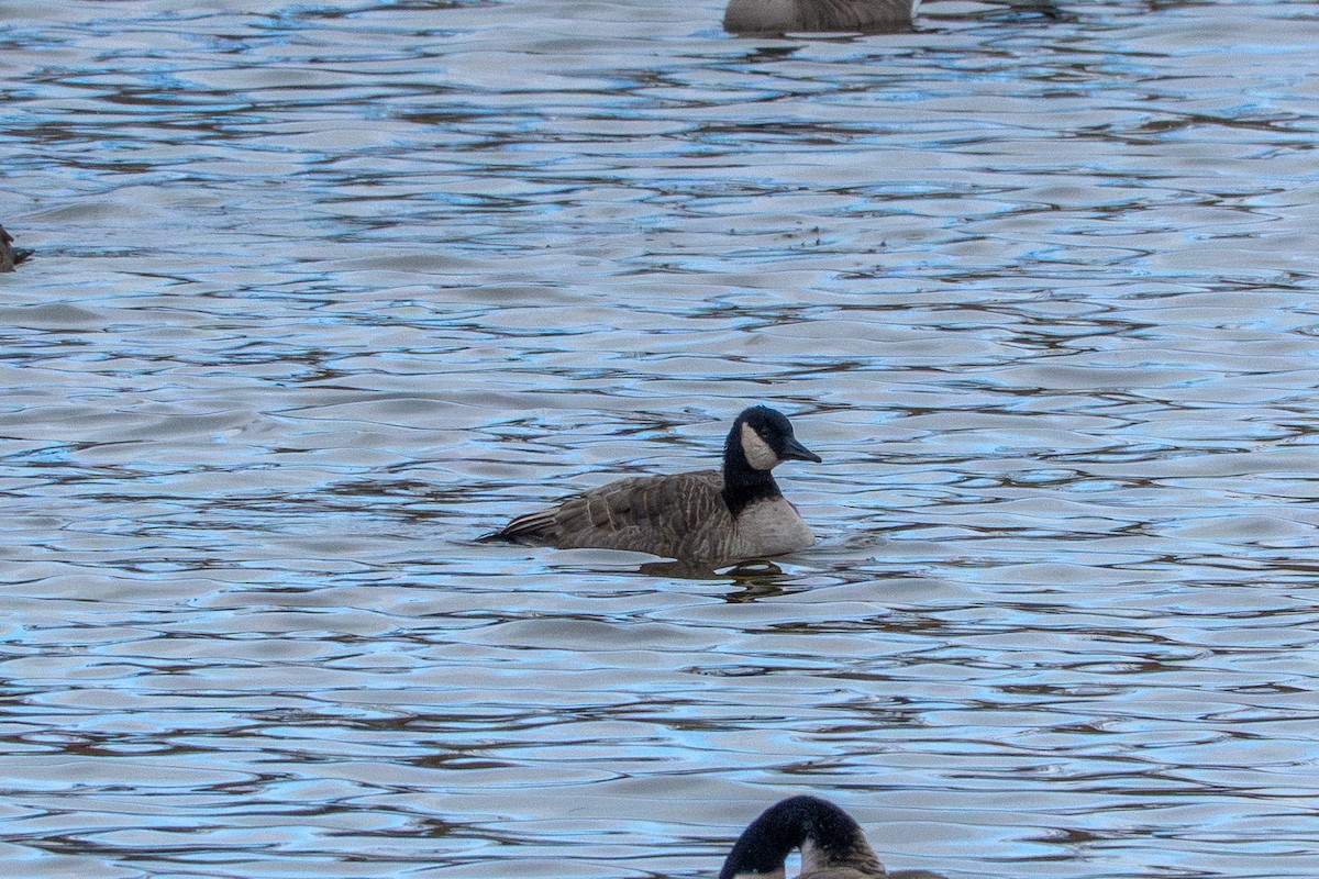 Barnacla Canadiense Grande - ML646035323