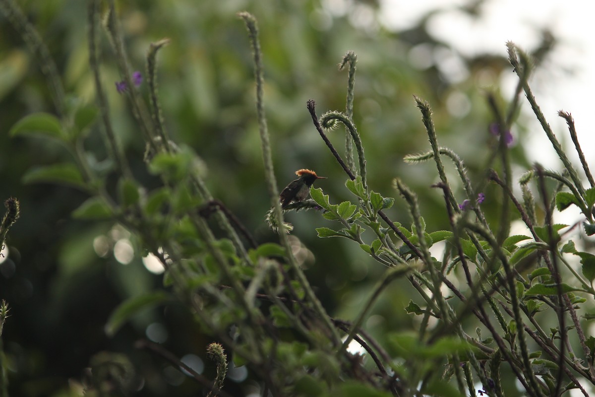 Spangled Coquette - ML646035324