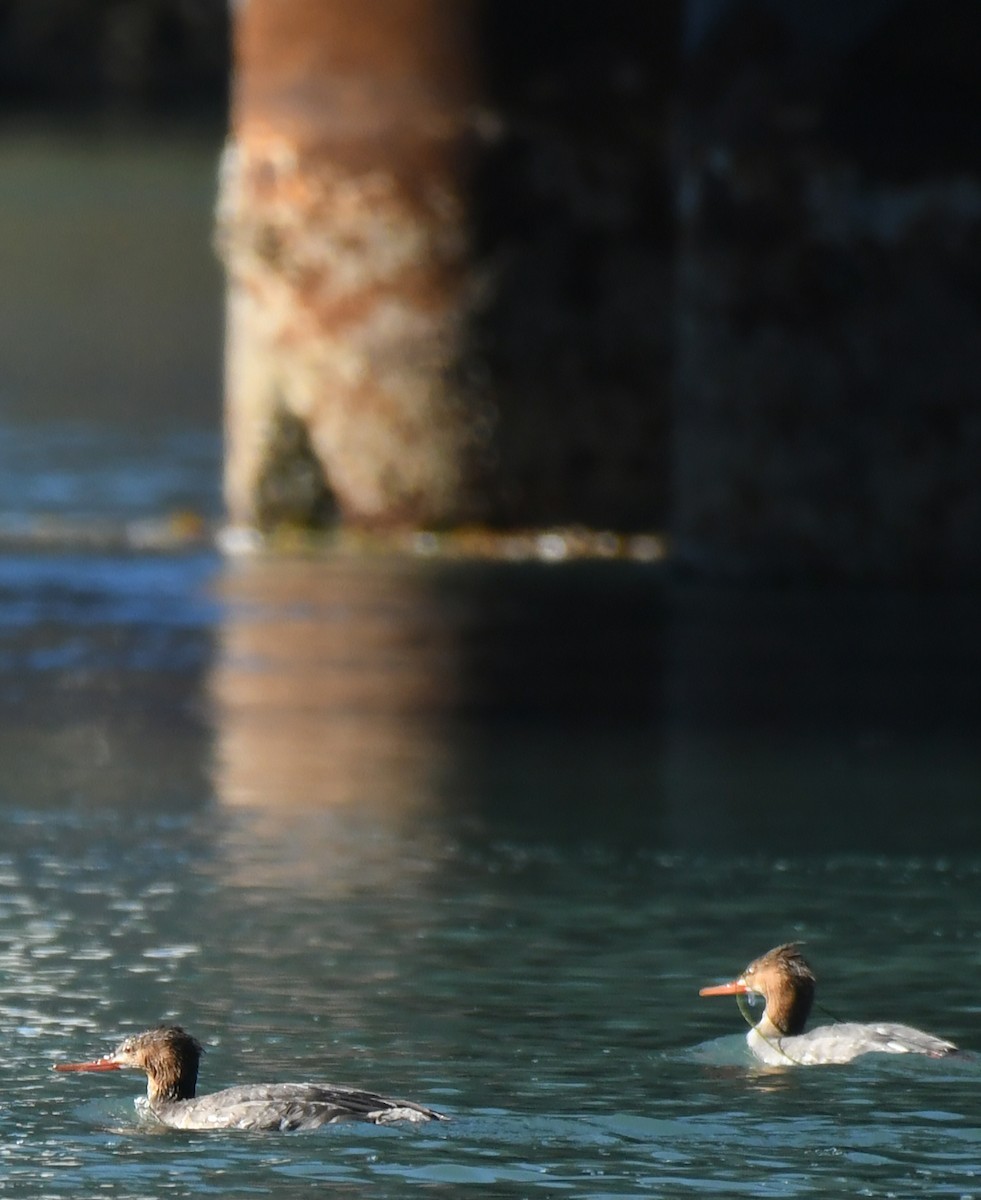 Serreta Mediana - ML646035325