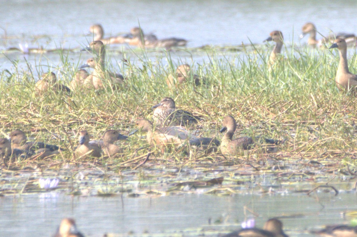 Cerceta Carretona - ML646035326