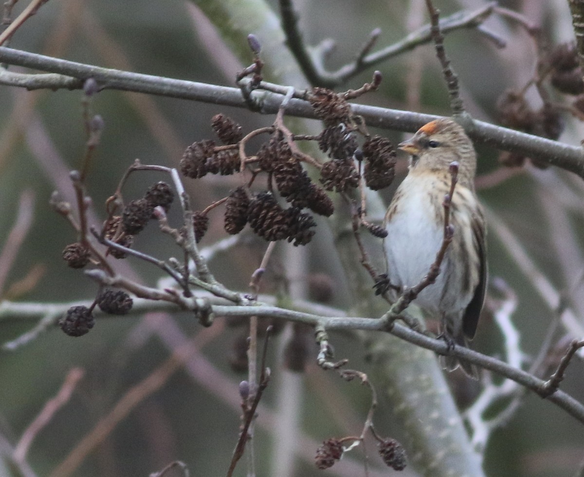 Pardillo Sizerín - ML646035327