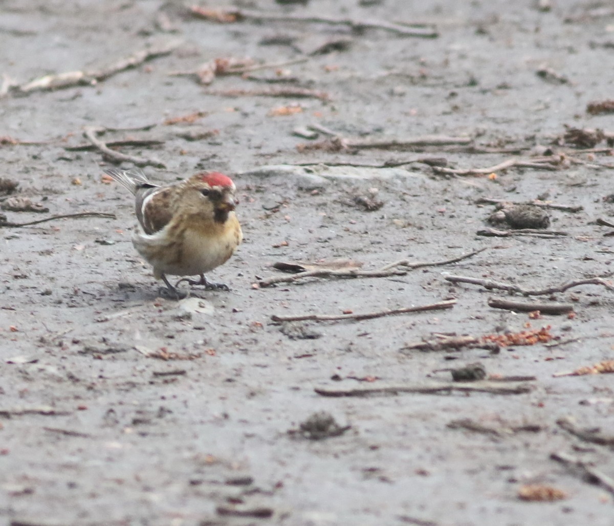 Pardillo Sizerín - ML646035328