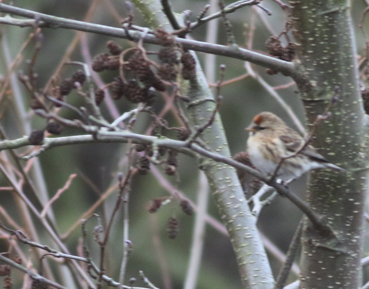 Pardillo Sizerín - ML646035329