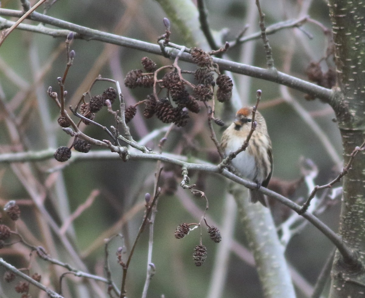 Pardillo Sizerín - ML646035330
