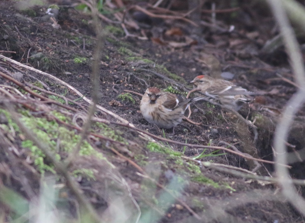 Pardillo Sizerín - ML646035331