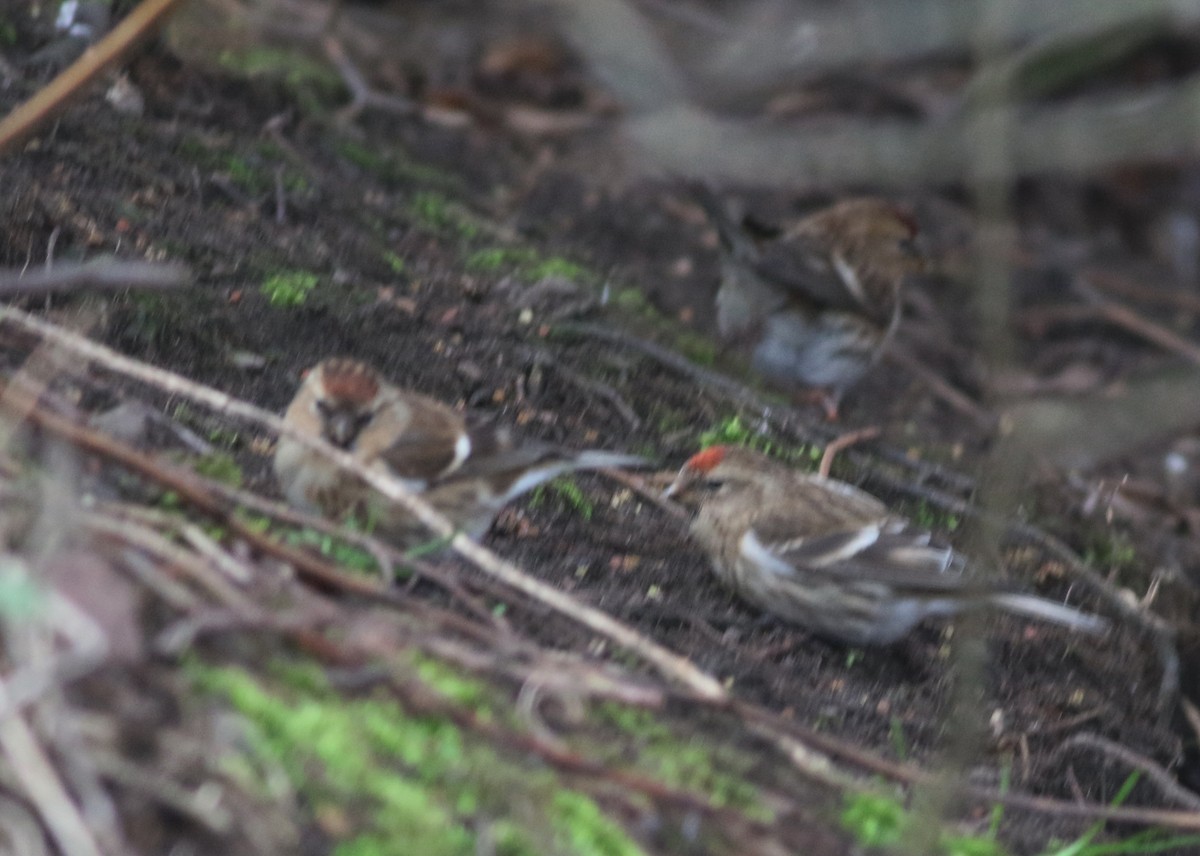 Pardillo Sizerín - ML646035332