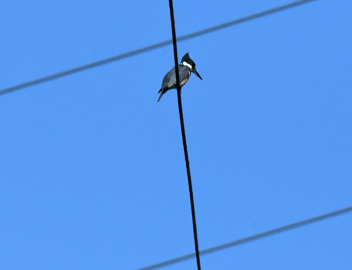 Martín Gigante Norteamericano - ML646035333
