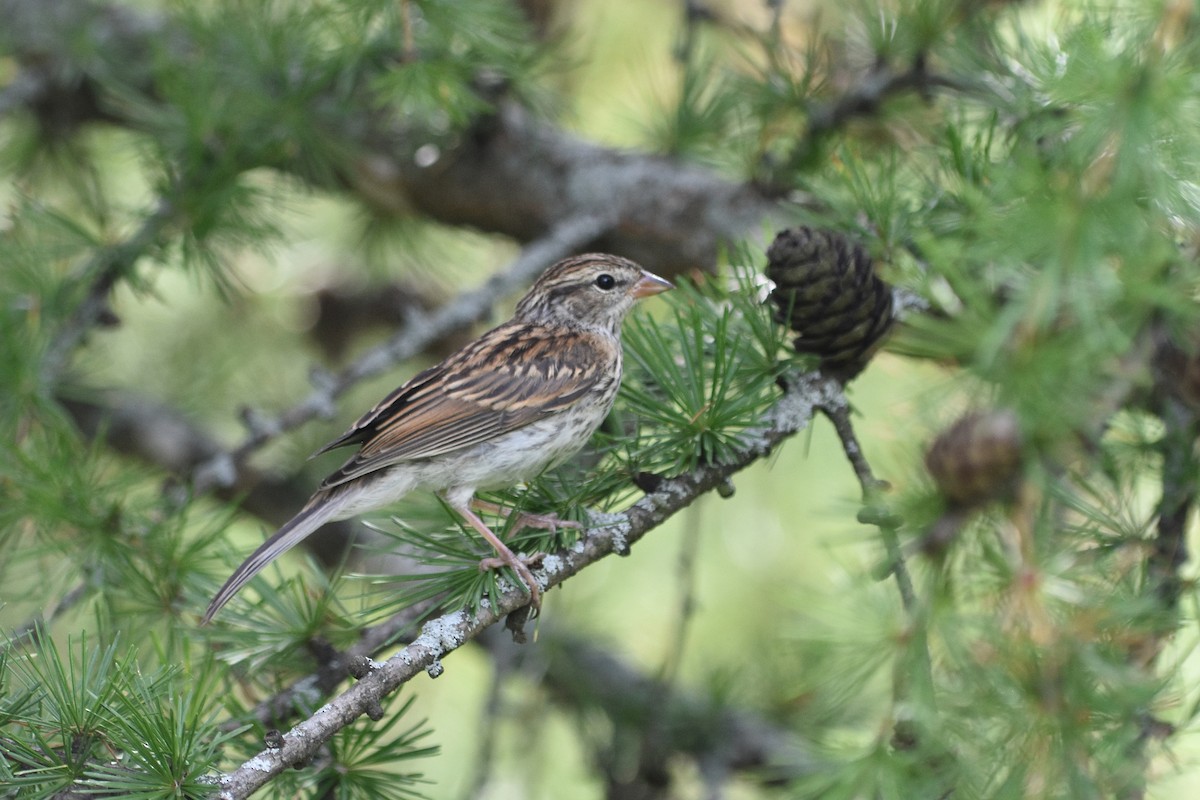 Chingolo Cejiblanco - ML646035335