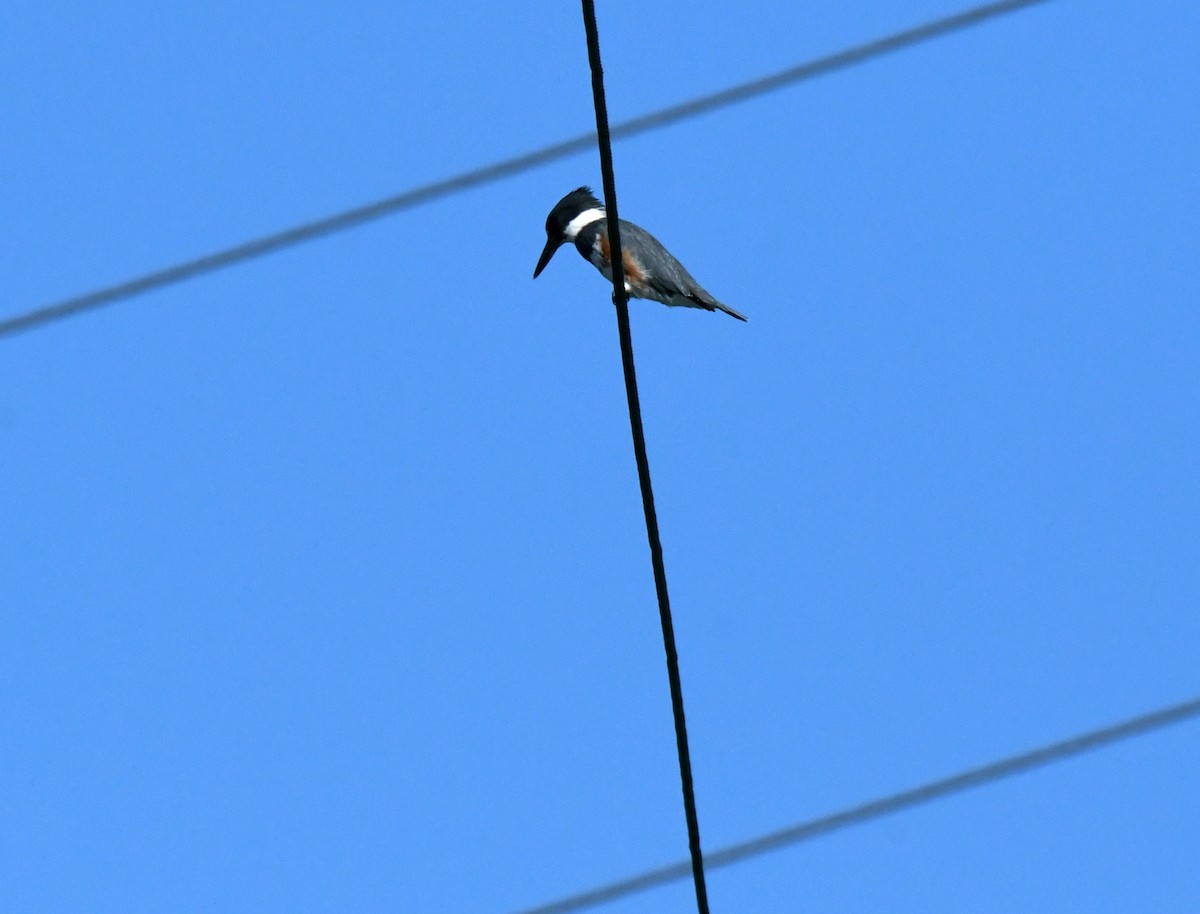 Martín Gigante Norteamericano - ML646035336