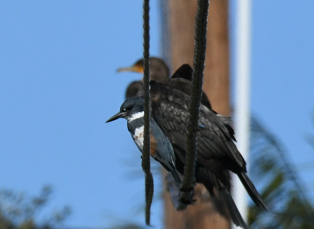 Martín Gigante Norteamericano - ML646035338
