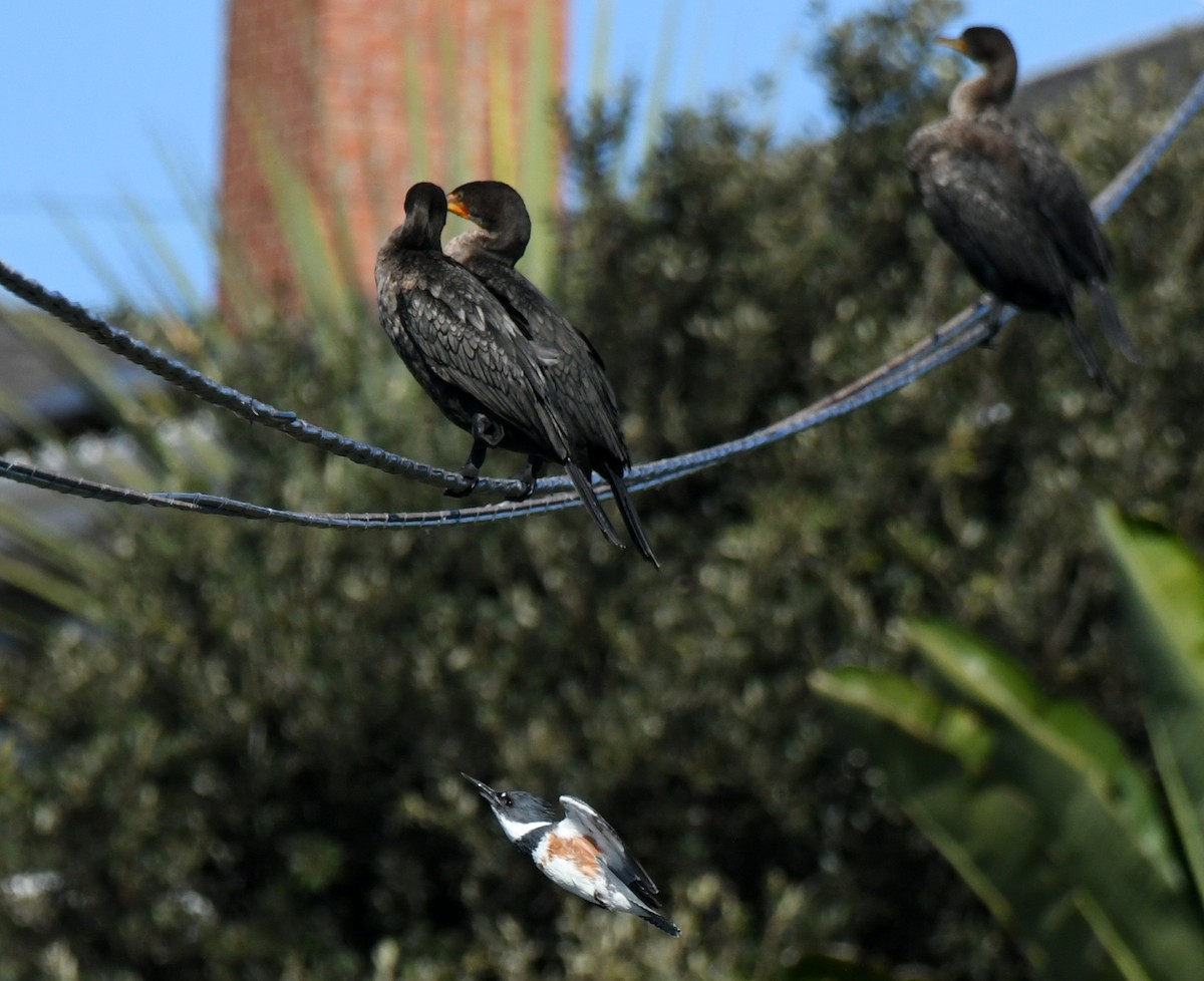 Martín Gigante Norteamericano - ML646035339