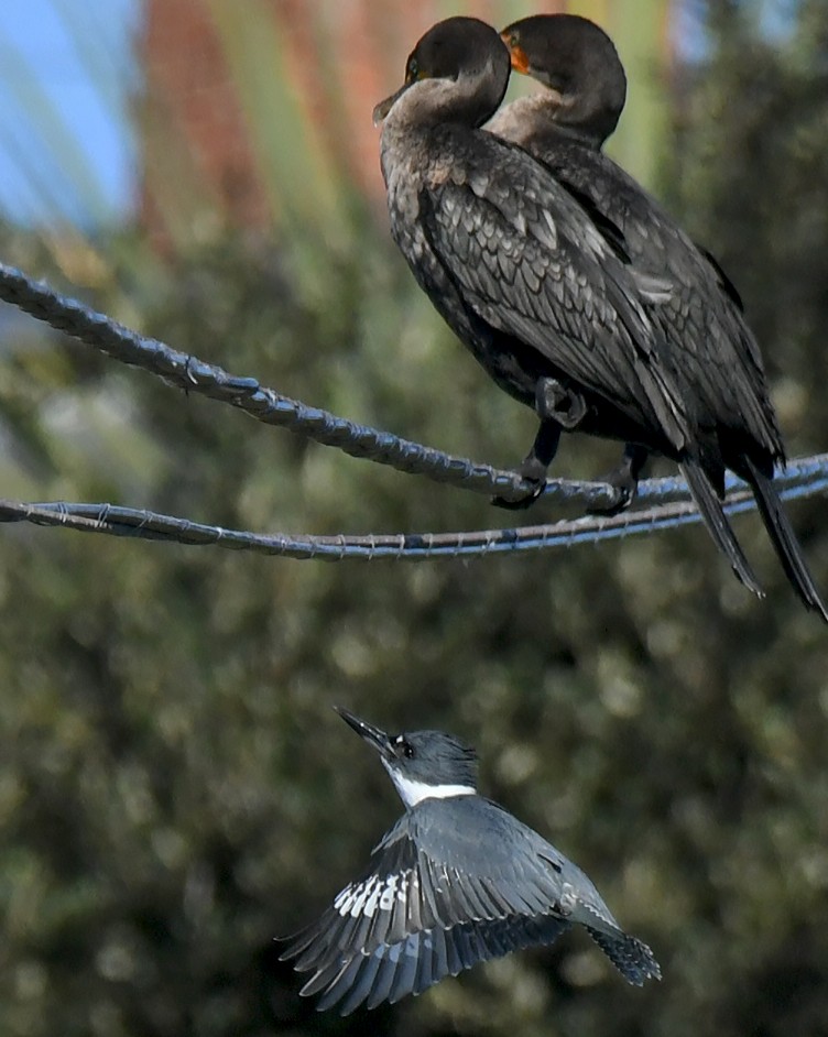 Martín Gigante Norteamericano - ML646035340