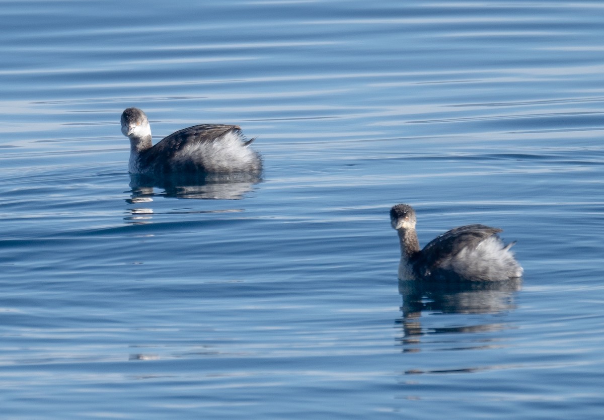 Zampullín Cuellinegro - ML646035341