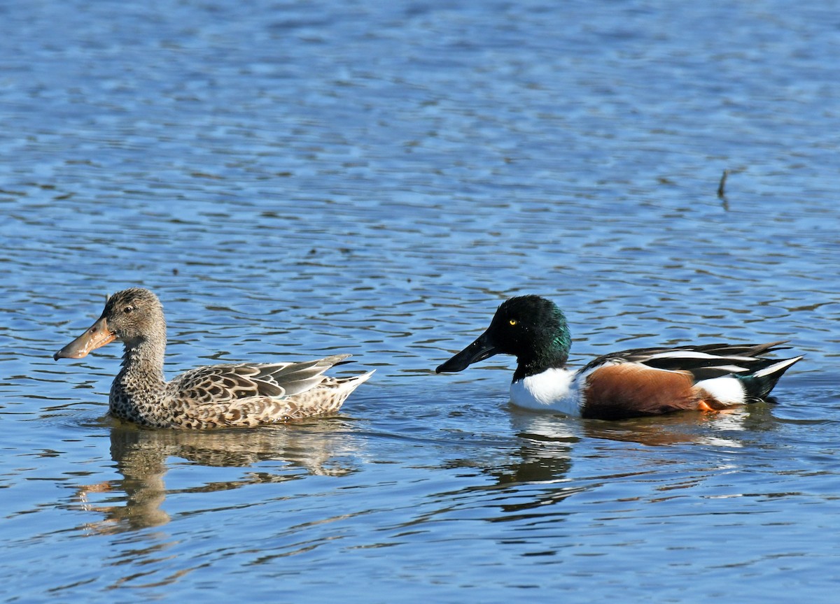 Cuchara Común - ML646035342