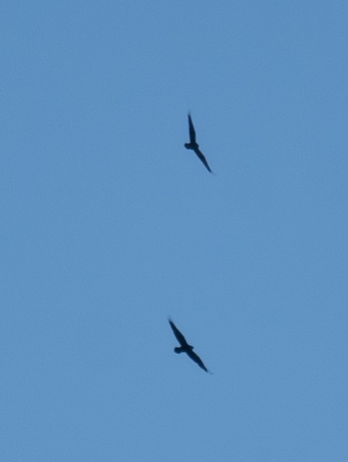 Cuervo Grande - ML646035343