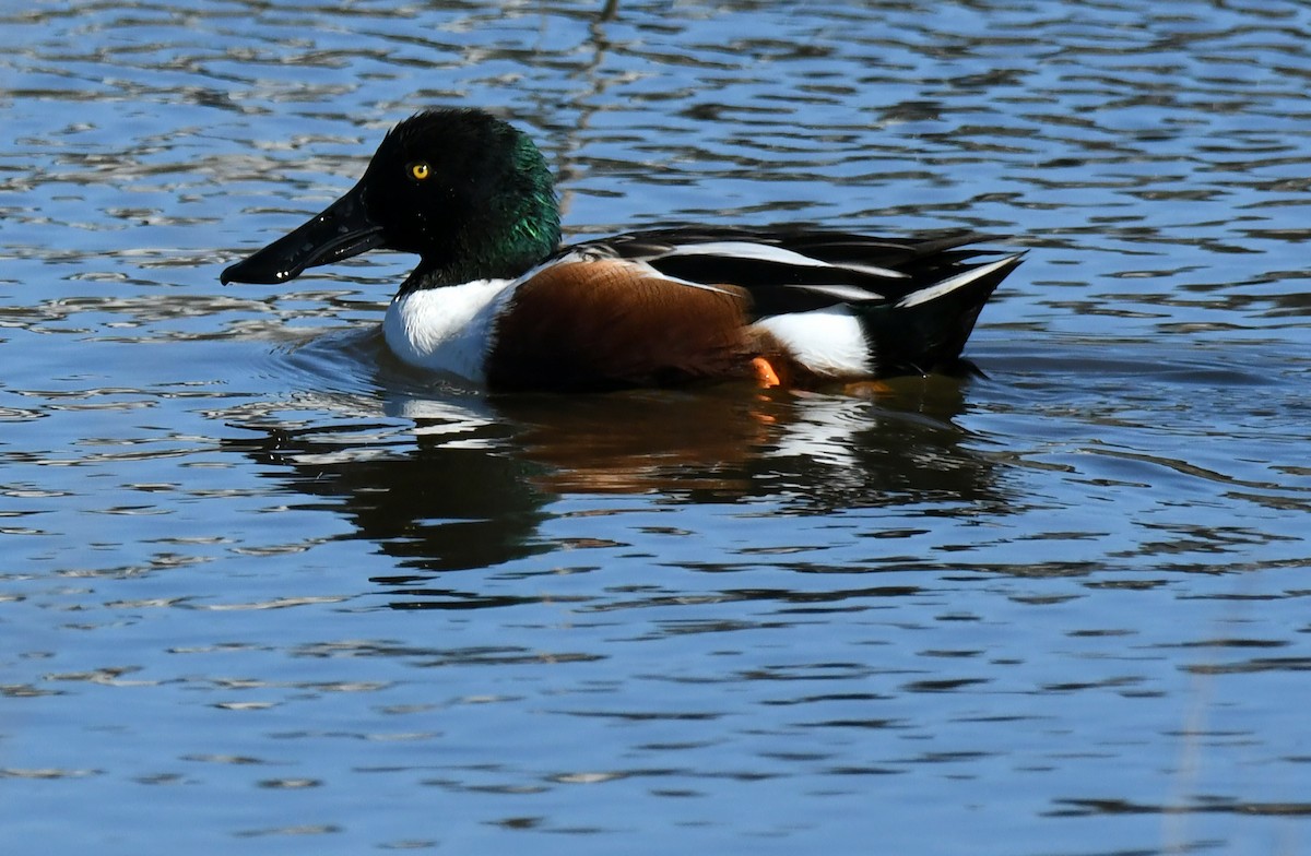 Cuchara Común - ML646035344