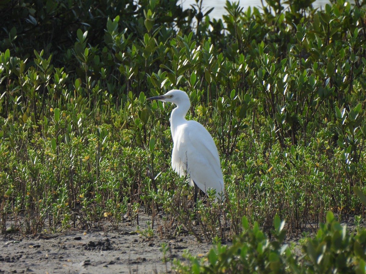 Garceta Azul - ML646035345