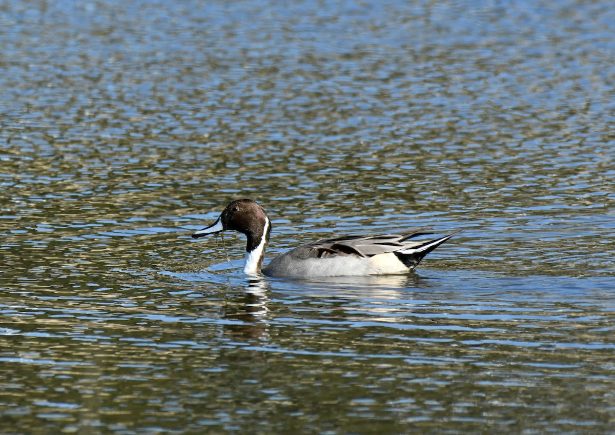 Ánade Rabudo - ML646035347