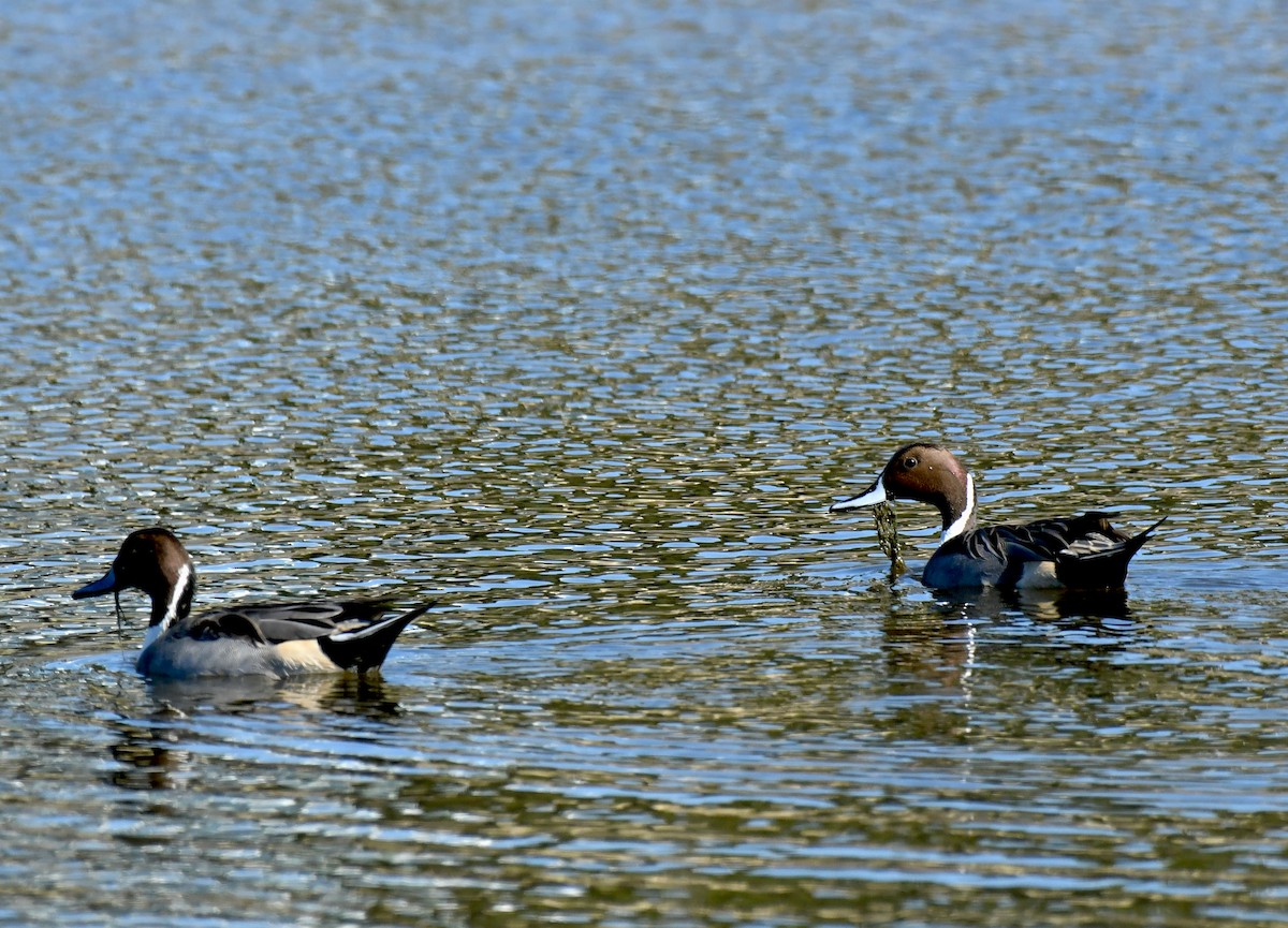 Ánade Rabudo - ML646035348