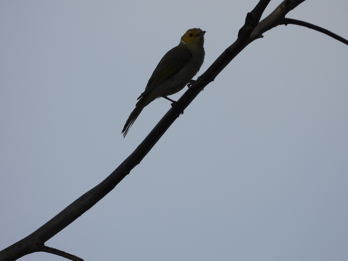 Mielero Empenachado - ML646035349