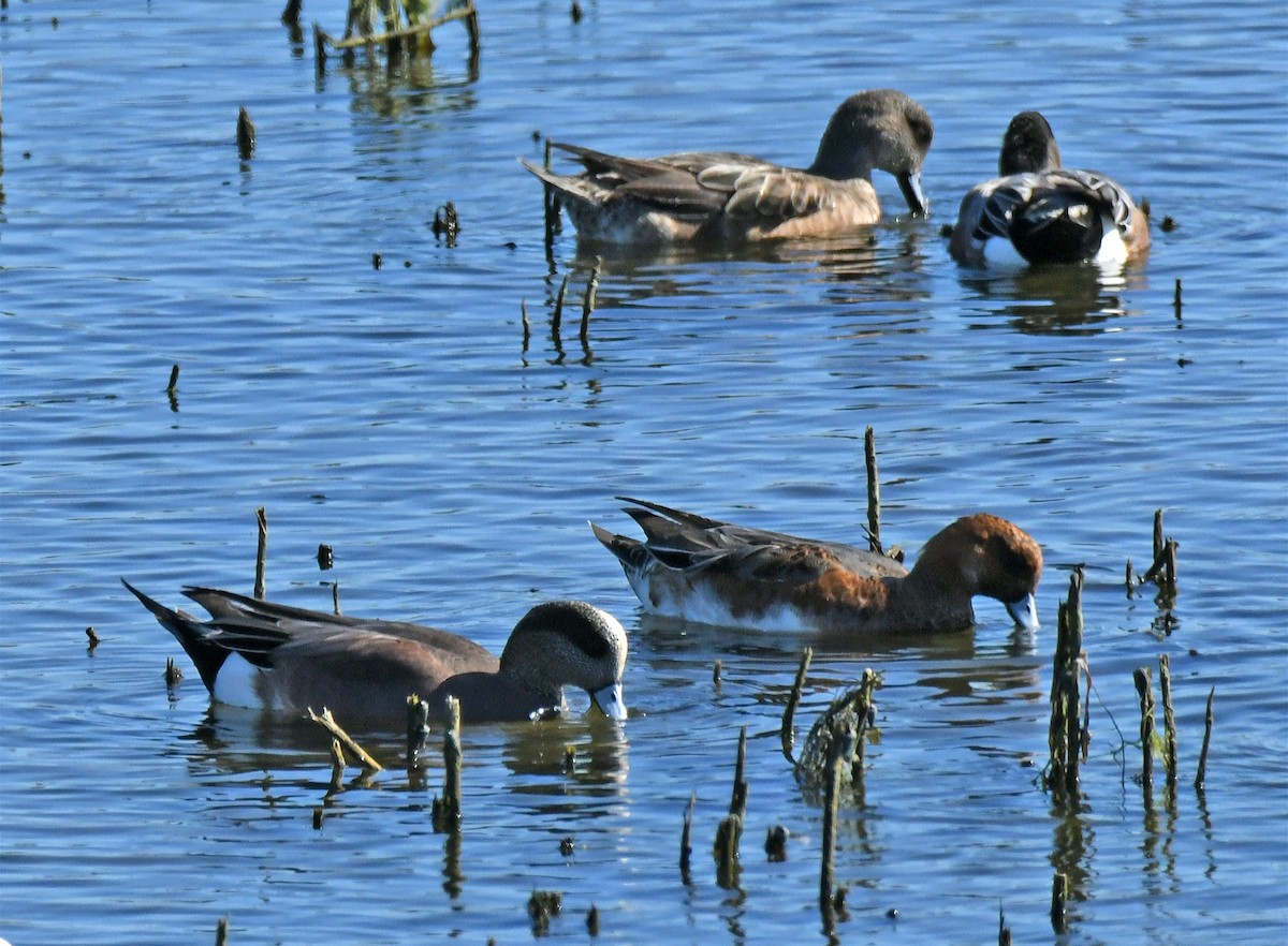 Silbón Europeo - ML646035350