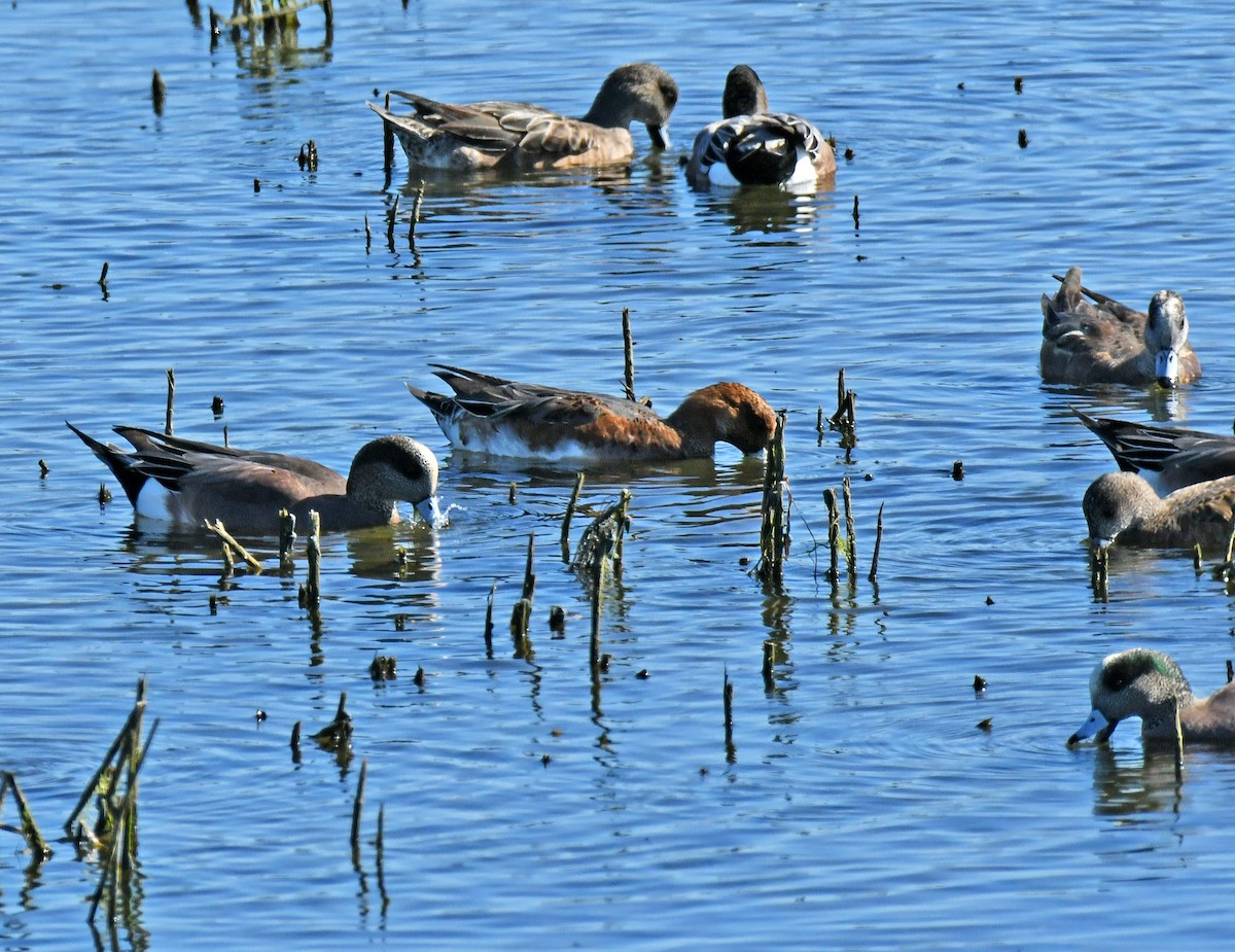 Silbón Europeo - ML646035351