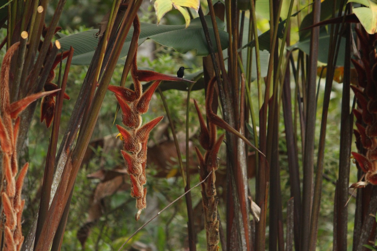Blue-fronted Lancebill - ML646035352