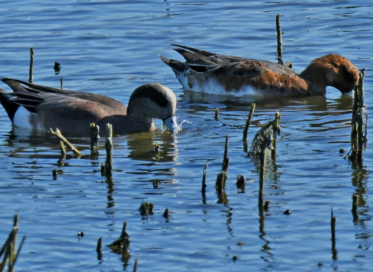 Silbón Europeo - ML646035353