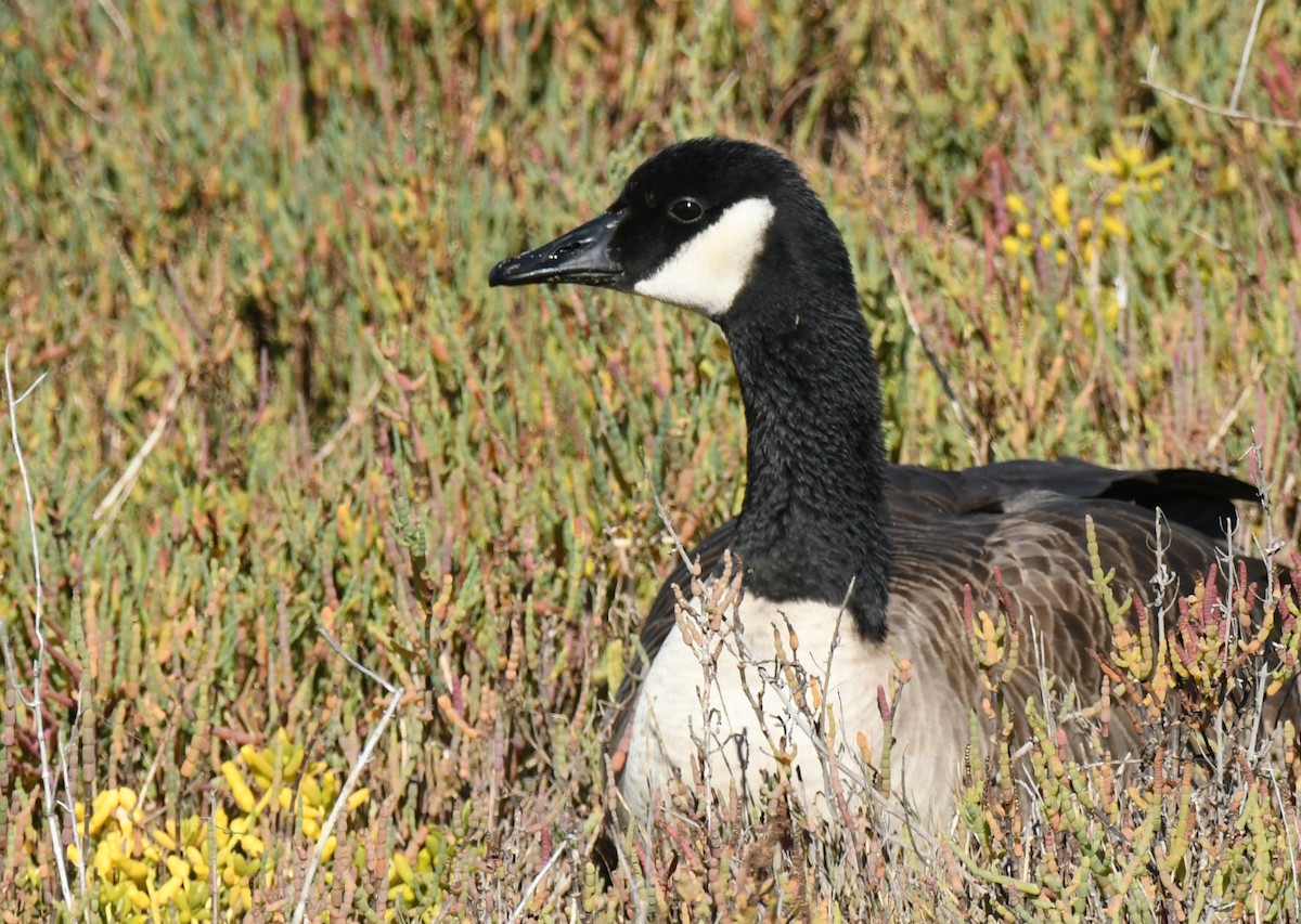 Barnacla Canadiense Grande - ML646035354