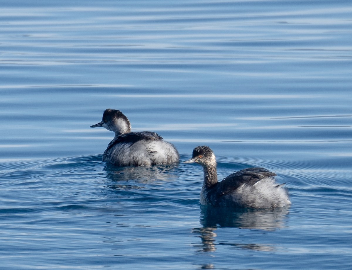 ハジロカイツブリ - ML646035356