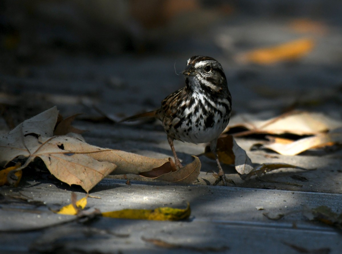 Chingolo Cantor - ML646035358