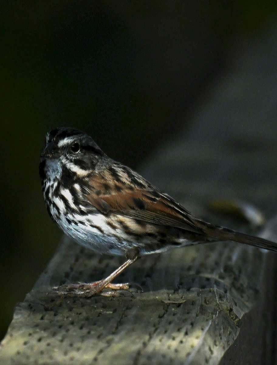 Chingolo Cantor - ML646035359