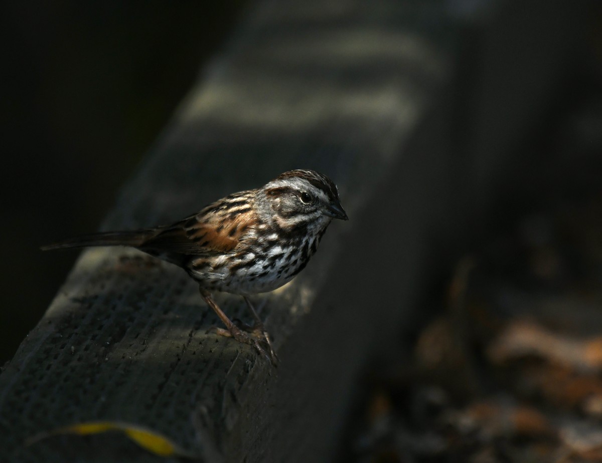 Chingolo Cantor - ML646035360