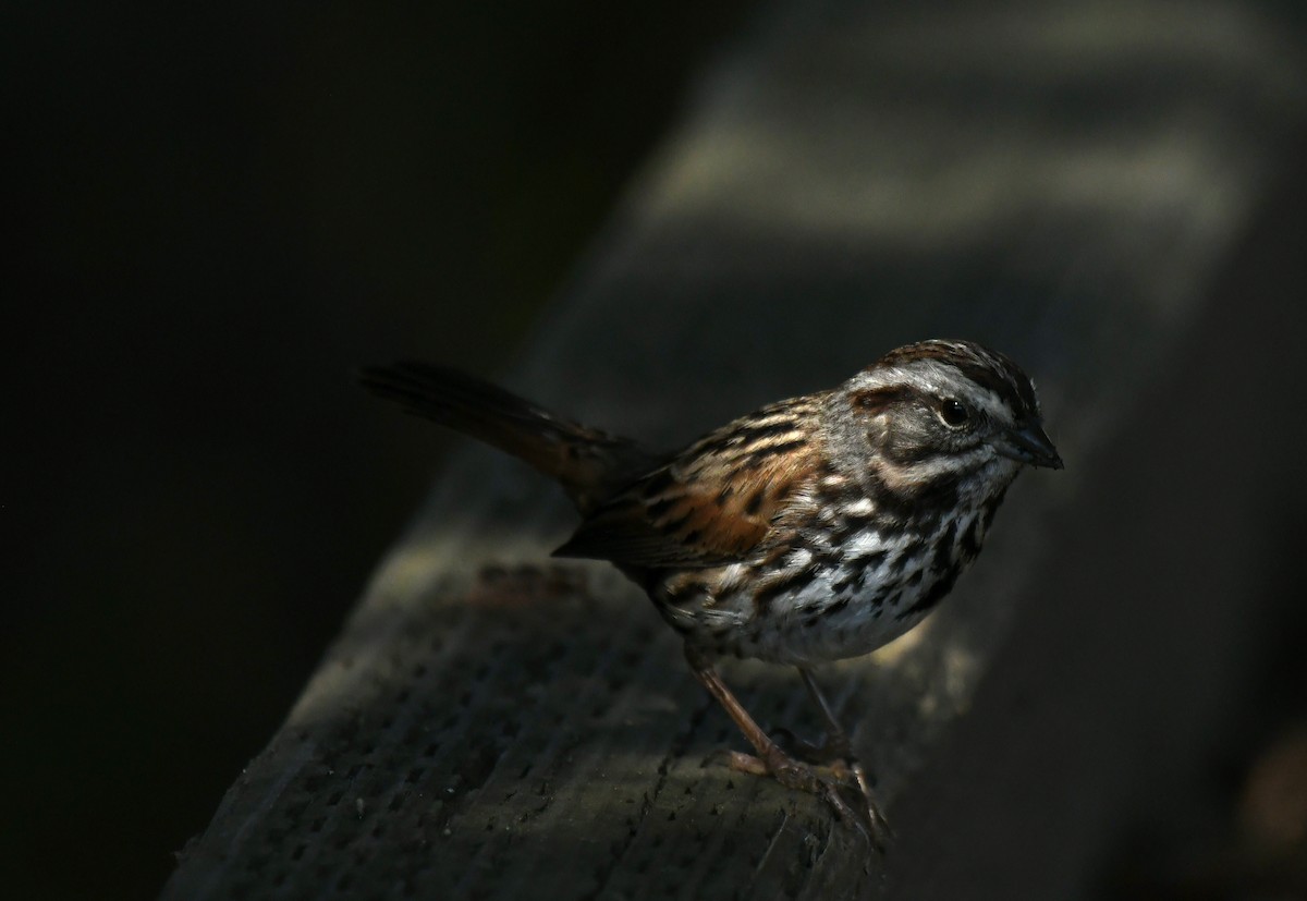 Chingolo Cantor - ML646035362