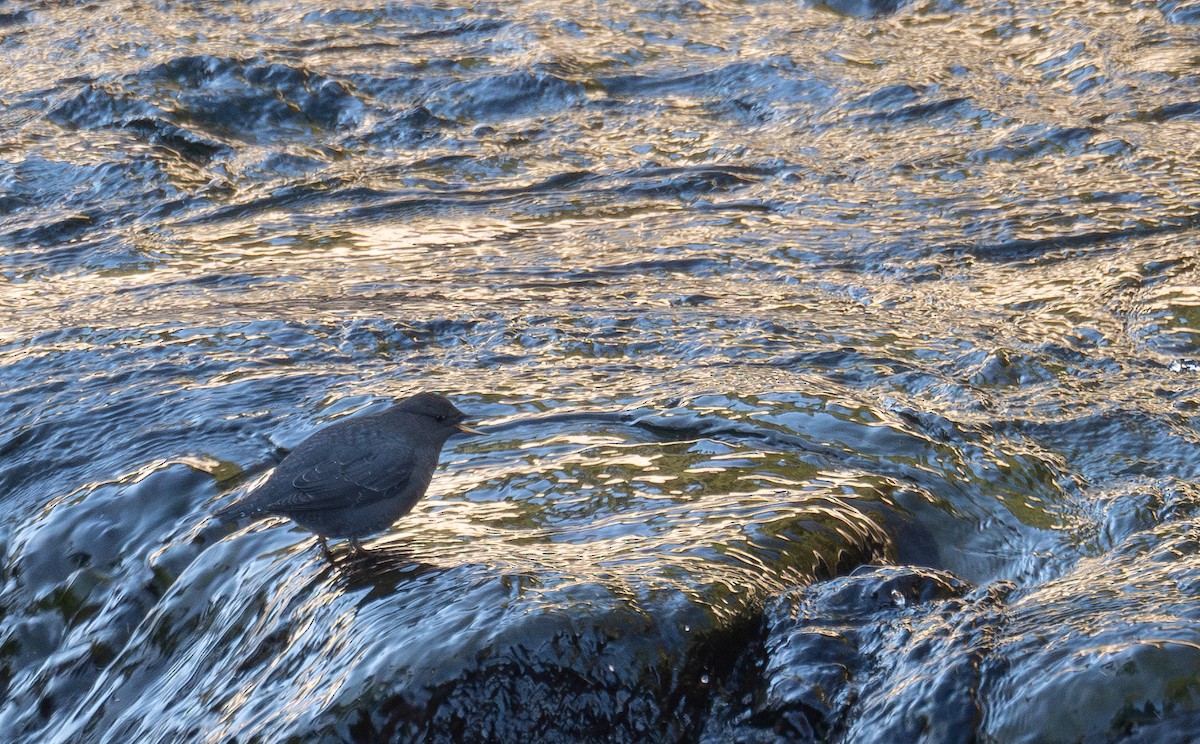American Dipper - ML646035373