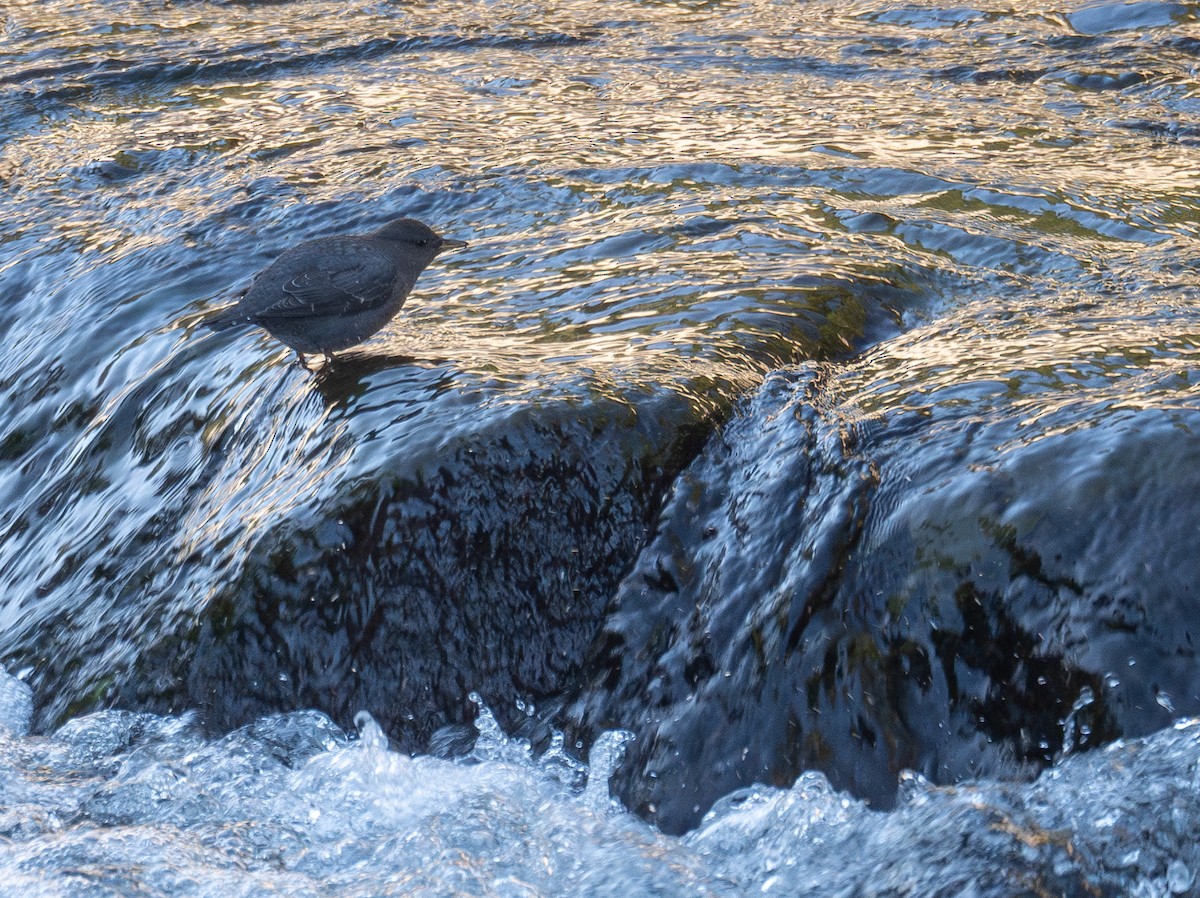 American Dipper - ML646035374