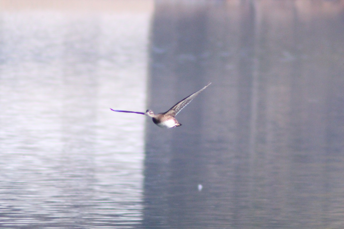 Pato Mandarín - ML646035390