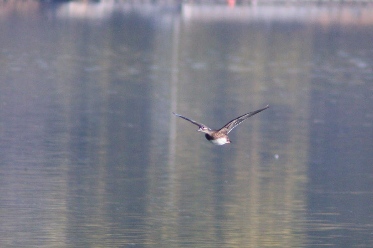 Pato Mandarín - ML646035391