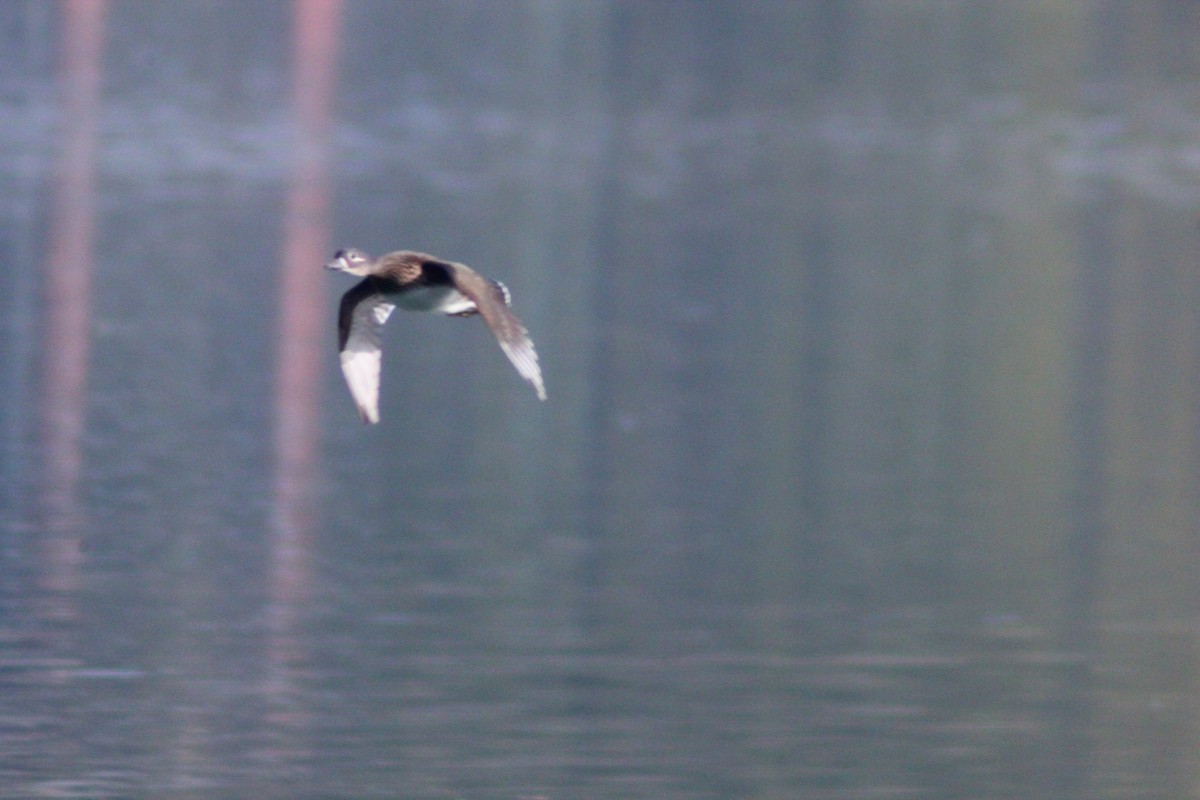 Pato Mandarín - ML646035392