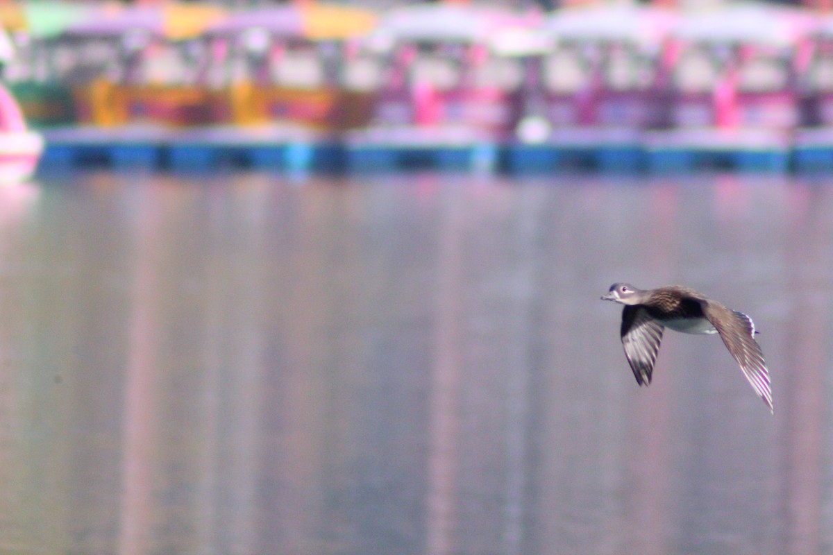 Pato Mandarín - ML646035393