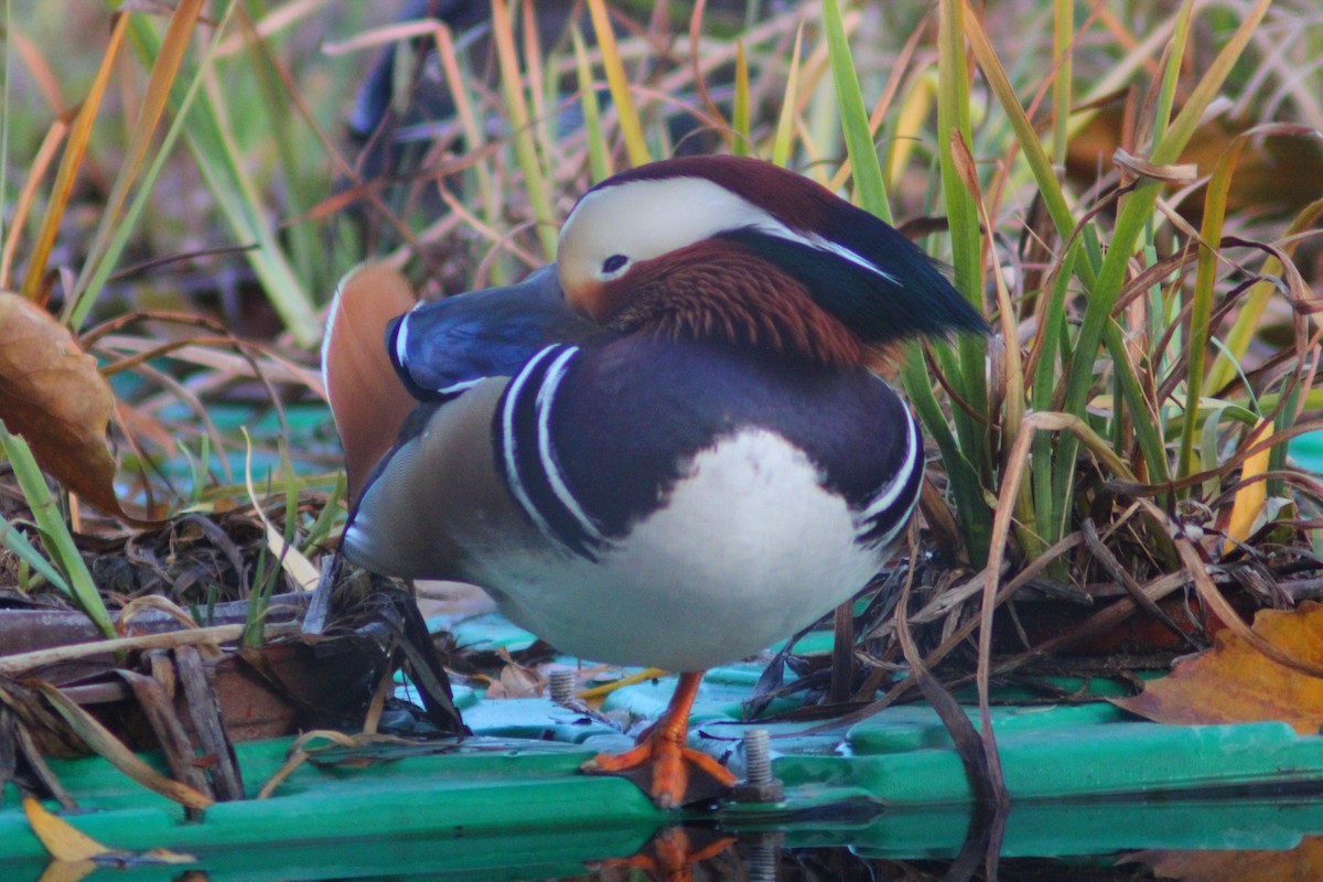 Pato Mandarín - ML646035394
