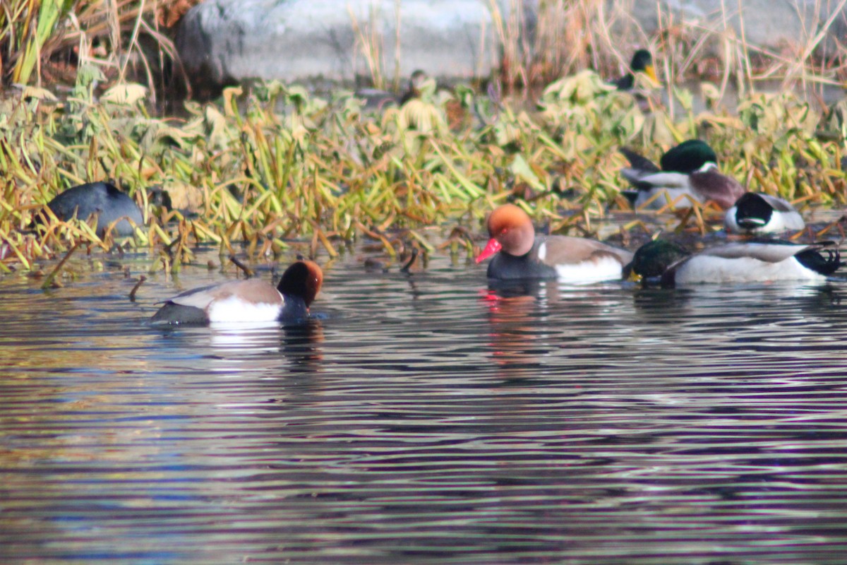 Red-crested Pochard - ML646035407